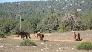 Antik Kentte Yılkı Atları: Muhteşem Görüntüler