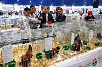 Isparta'da 8. Ulusal Kümes Hayvanları Gösterisi