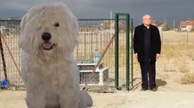 Köpeğine Mezar Yaptıran Adamın Hikayesi