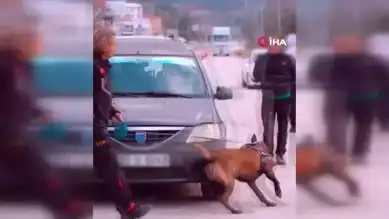Milon, Yine Ayın Köpeği!