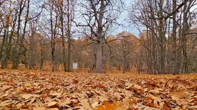 Dünyada Tek! Sonbahar Renkleri Kasnak Meşesi Ormanında
