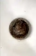 Tuvalet Giderinde Mahsur Kalan Kedi Kurtarıldı!