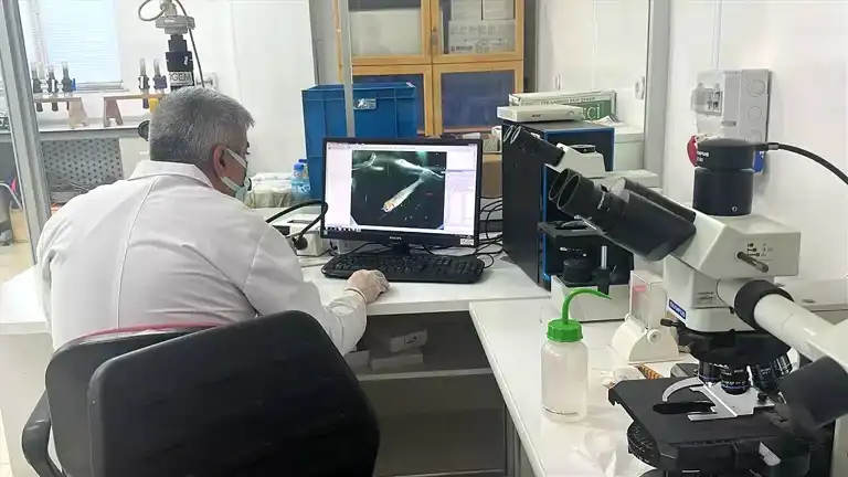 Anadolu Yağ Balığı Nesli Kurtarılsın!
