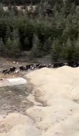 Isparta'da Köpek Saldırısı: Keçi Telef Oldu