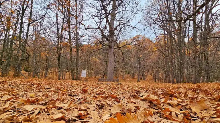 Dünyada Tek! Sonbahar Renkleri Kasnak Meşesi Ormanında
