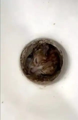 Tuvalet Giderinde Mahsur Kalan Kedi Kurtarıldı!